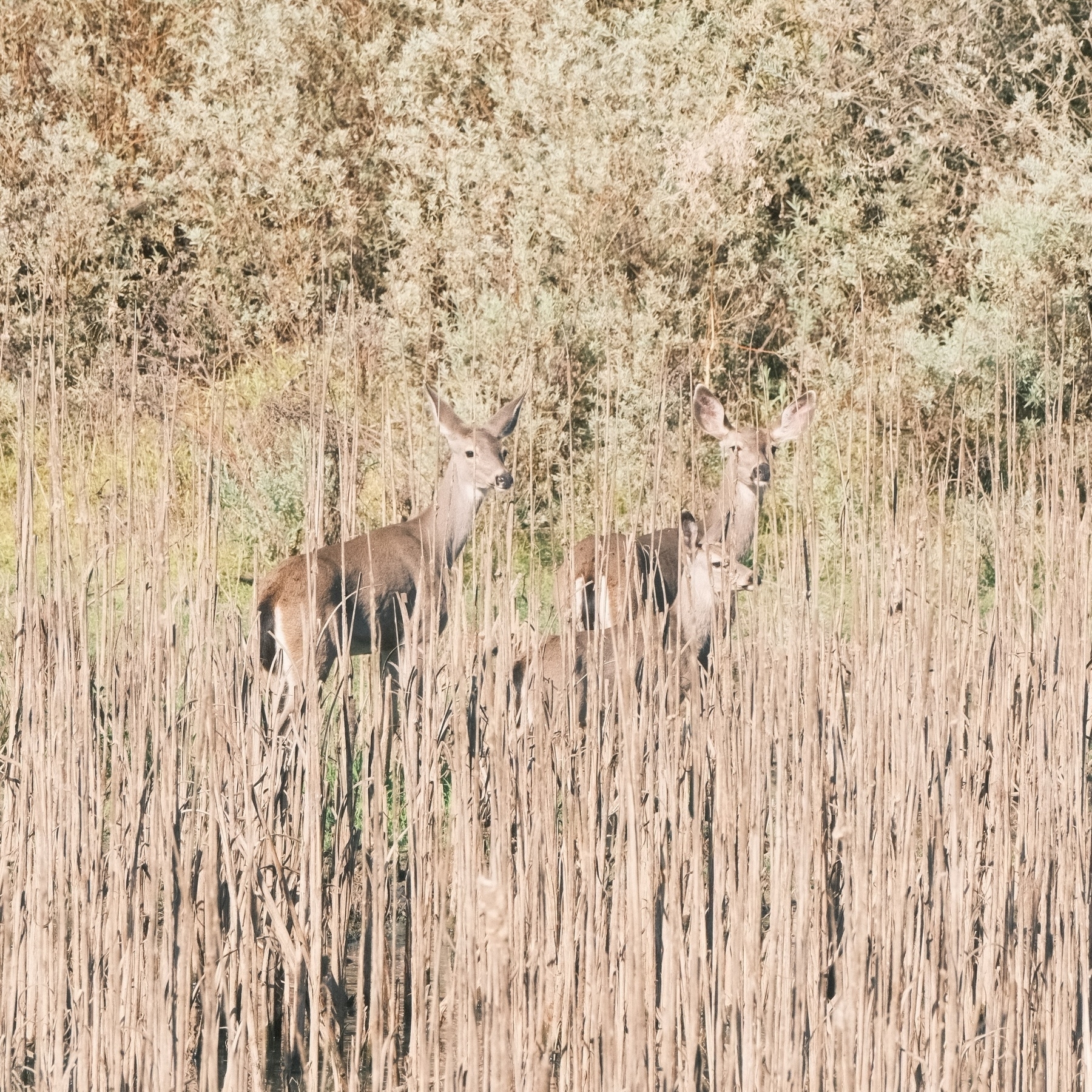 At least three Mule Deer in tall brown reeds, looking back towards the human interlopers.