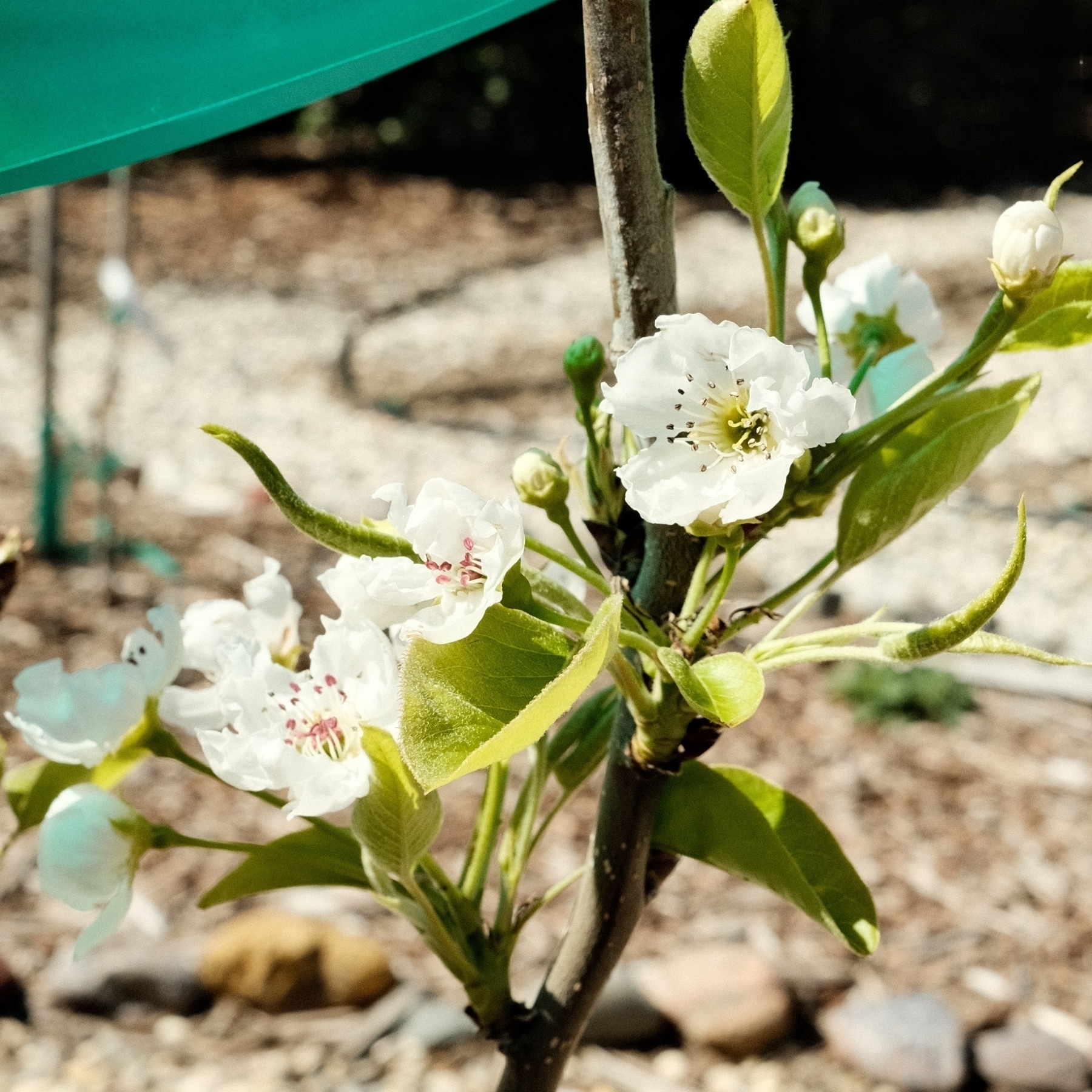 Three open white flowers at the top of a very young thin leafing out tree. A stake is next to it, keeping it up right. The background is composed of blurred out gravel.