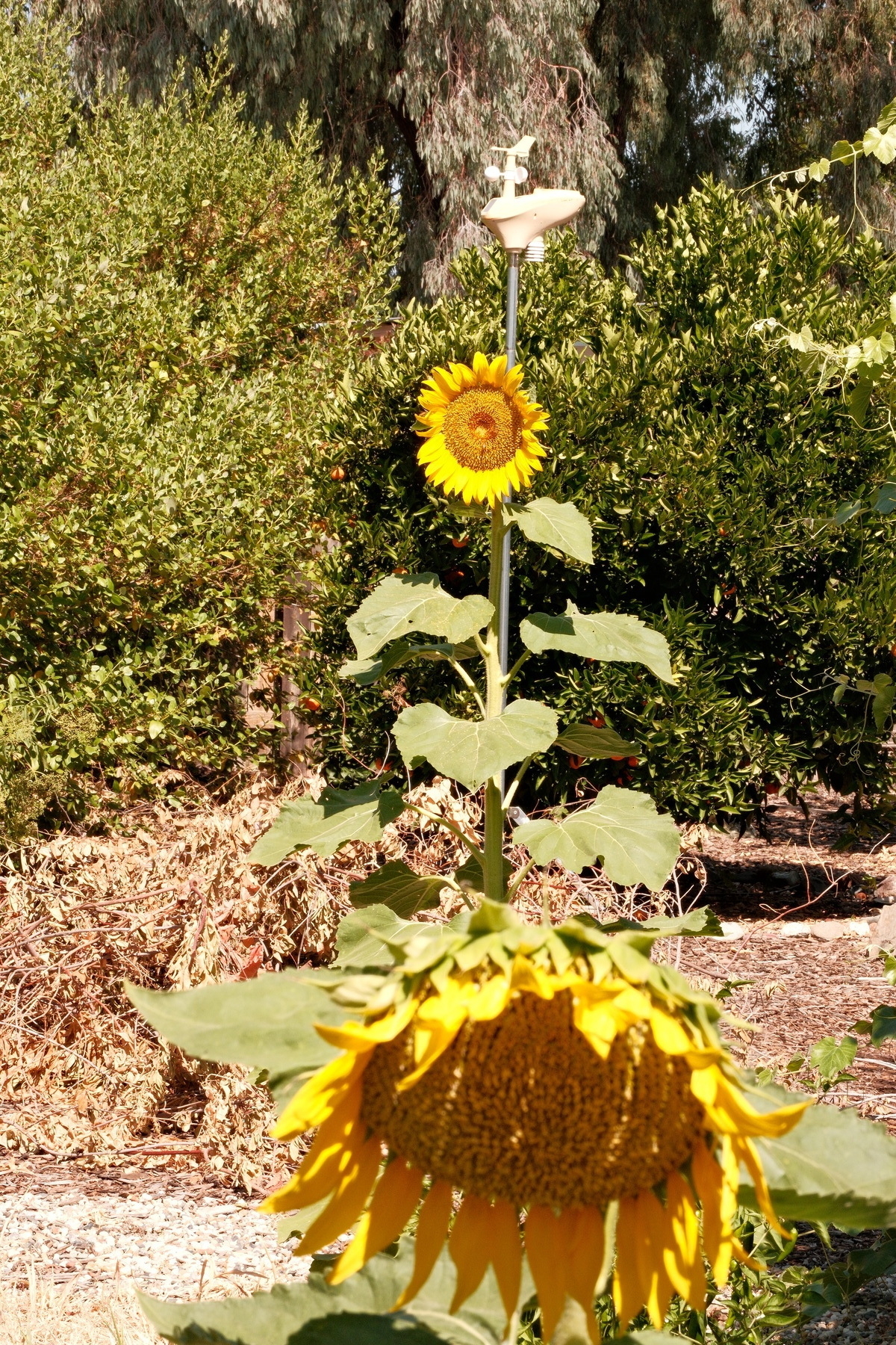Two sun flowers, one at the bottom and nearby and one about 15 feet away. There’s vegetation surrounding the flowers and a weather station behind the forest Sunflower. The flowers are extremely yellow and well lit.