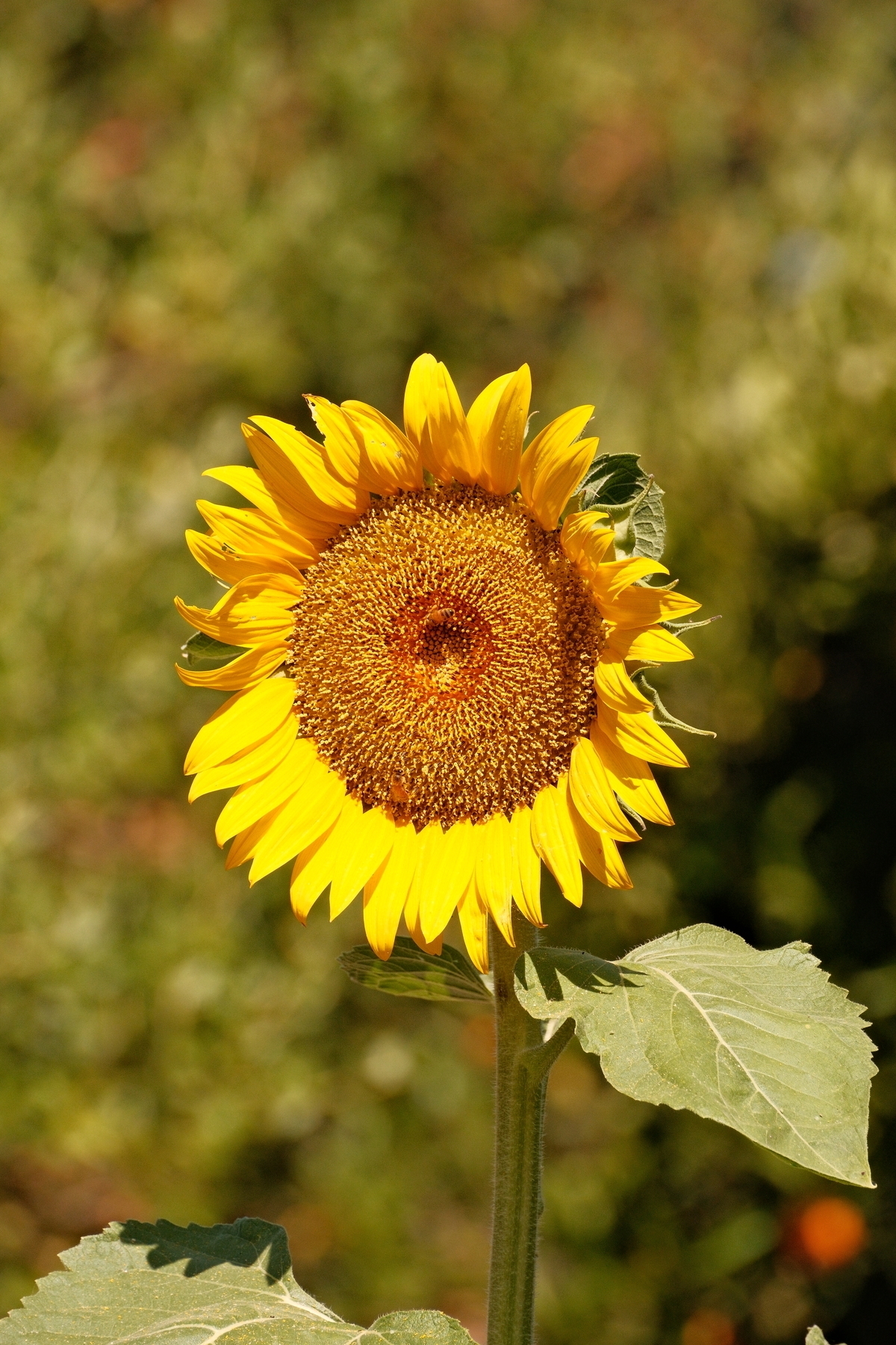 A close up of a sunflower, brightly lit by the sun. 