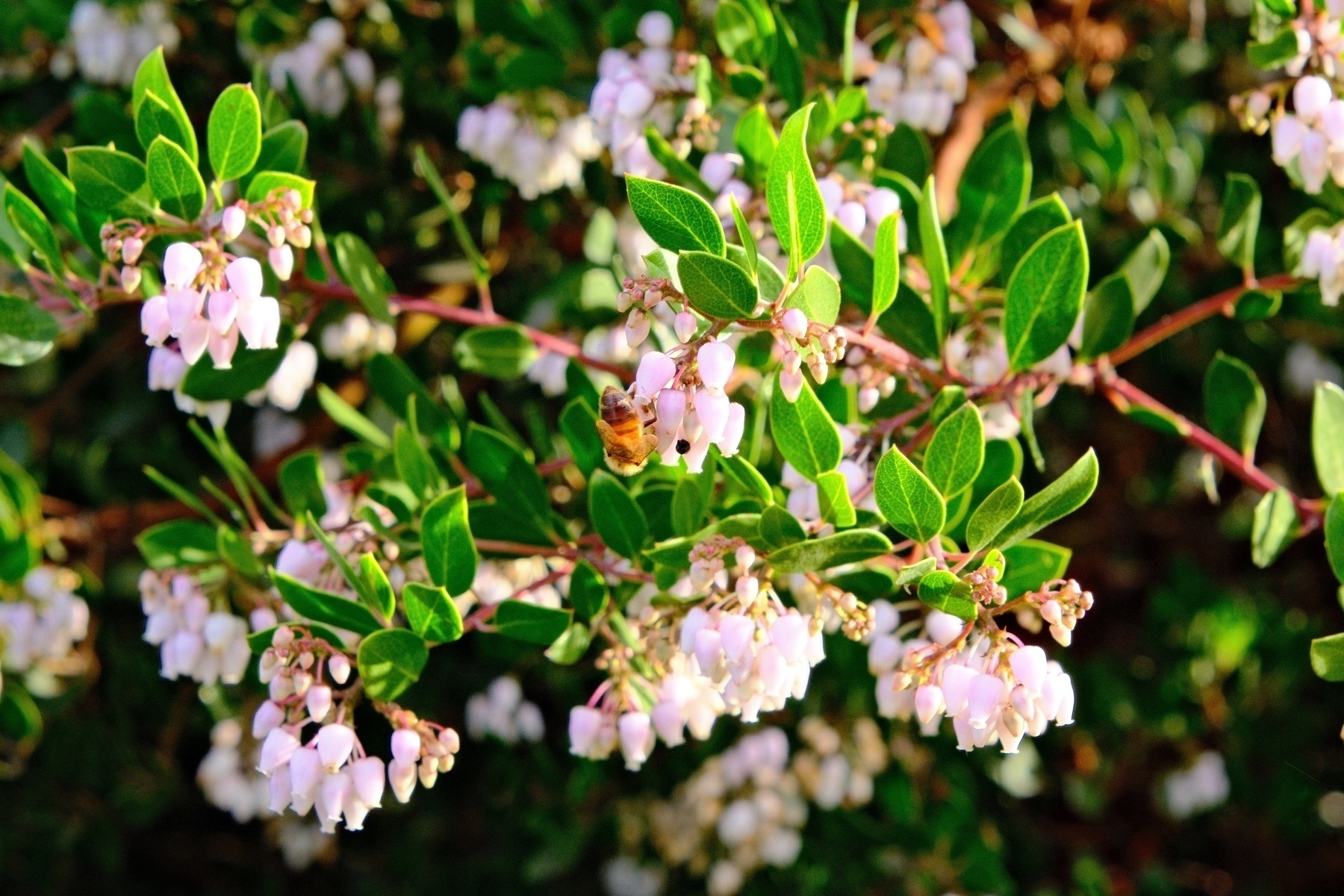 A European Honeybee on pink-white clusters of bell shaped manzanita flowers. The stems are rust red and the leaves are bright green, shaped like perfect smooth leaves