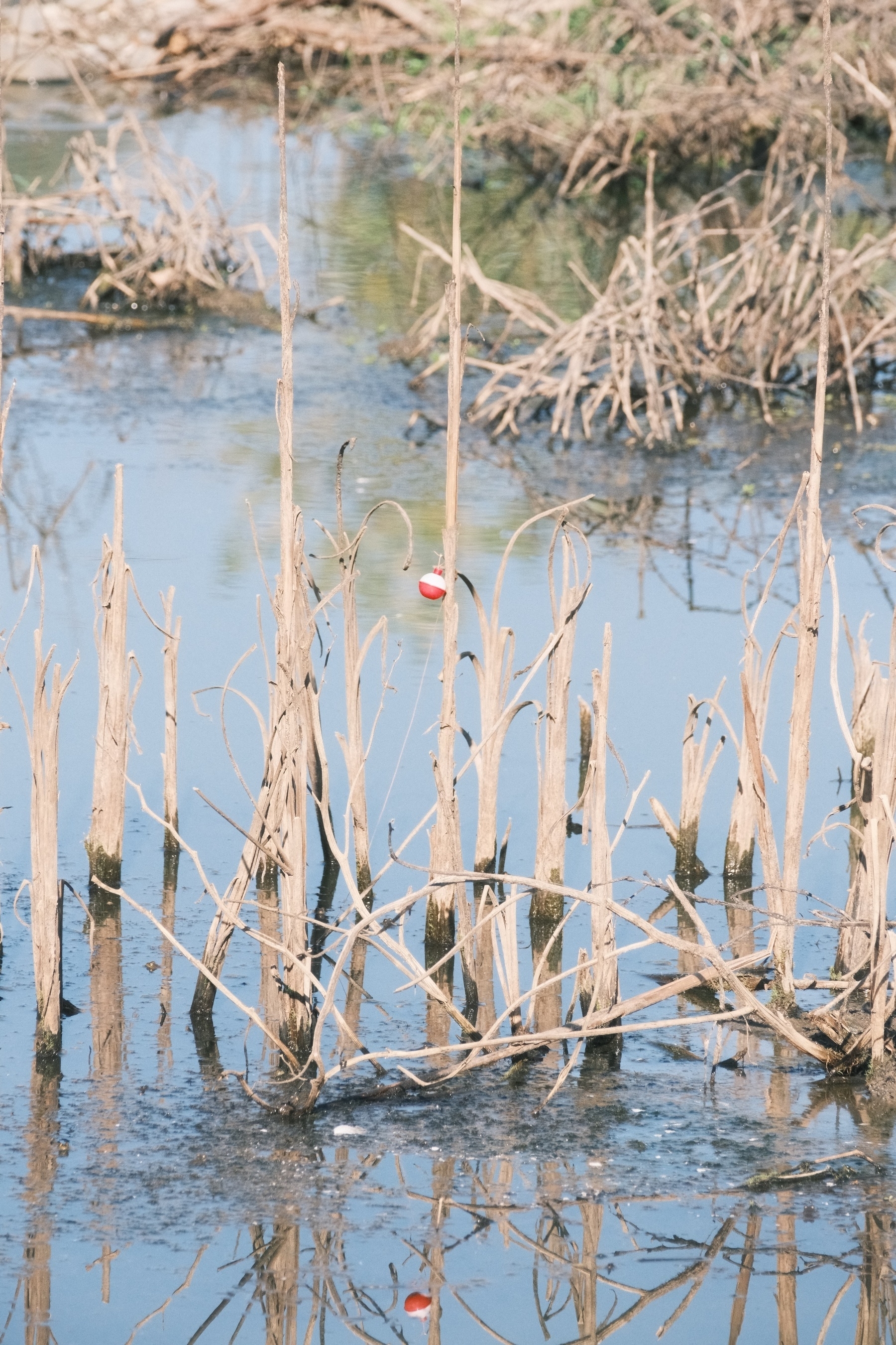 A tranquil wetland scene with dry, reedy plants protruding from the water and a single red and white fishing bobber visible among the stalks. The bobber reflects in the placid water below.