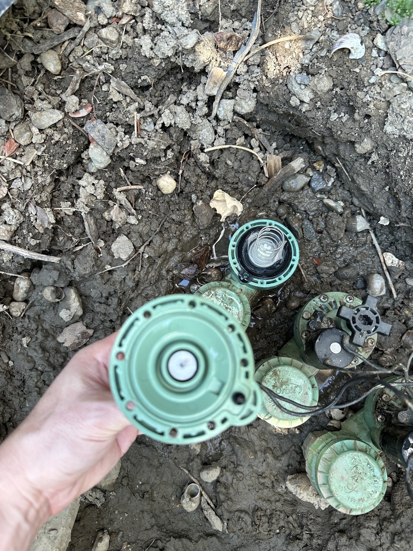 A green auto-siphon auto-sprinkler diaphragm cap is removed, held in my hand, its underside facing up at the viewer. The old diaphragm and spring can be seen where the cap was installed.