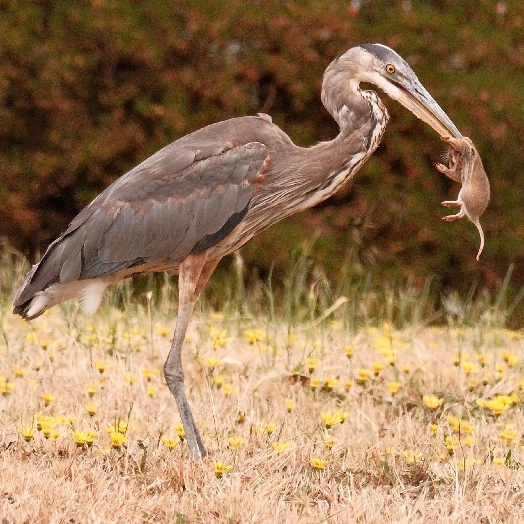 A Great Blue Heron stands in a dry grassy area with yellow flowers. It has a gopher’s neck in its mouth and the entire gopher is hanging.