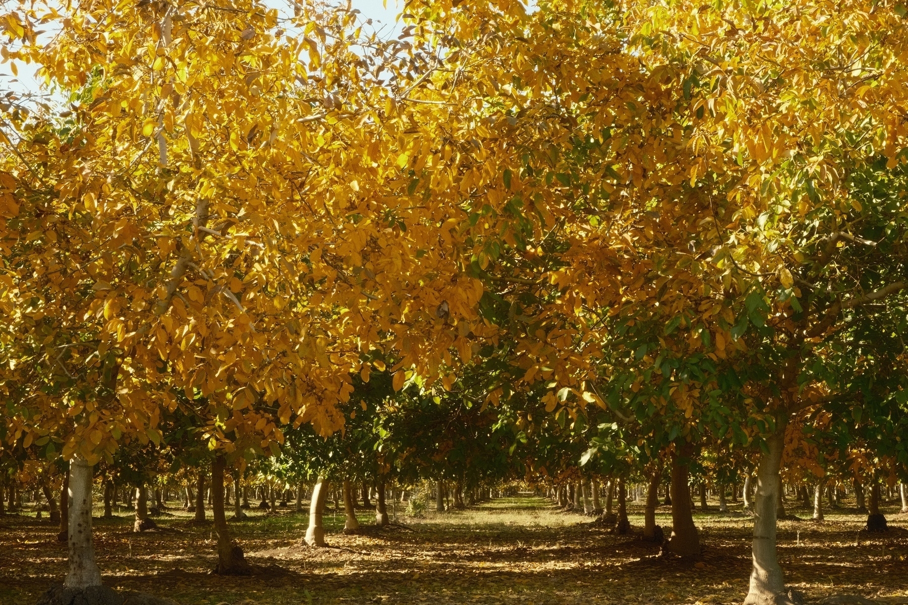 20 foot or so spaced rows of walnut trees with their bright yellow fall foliage.