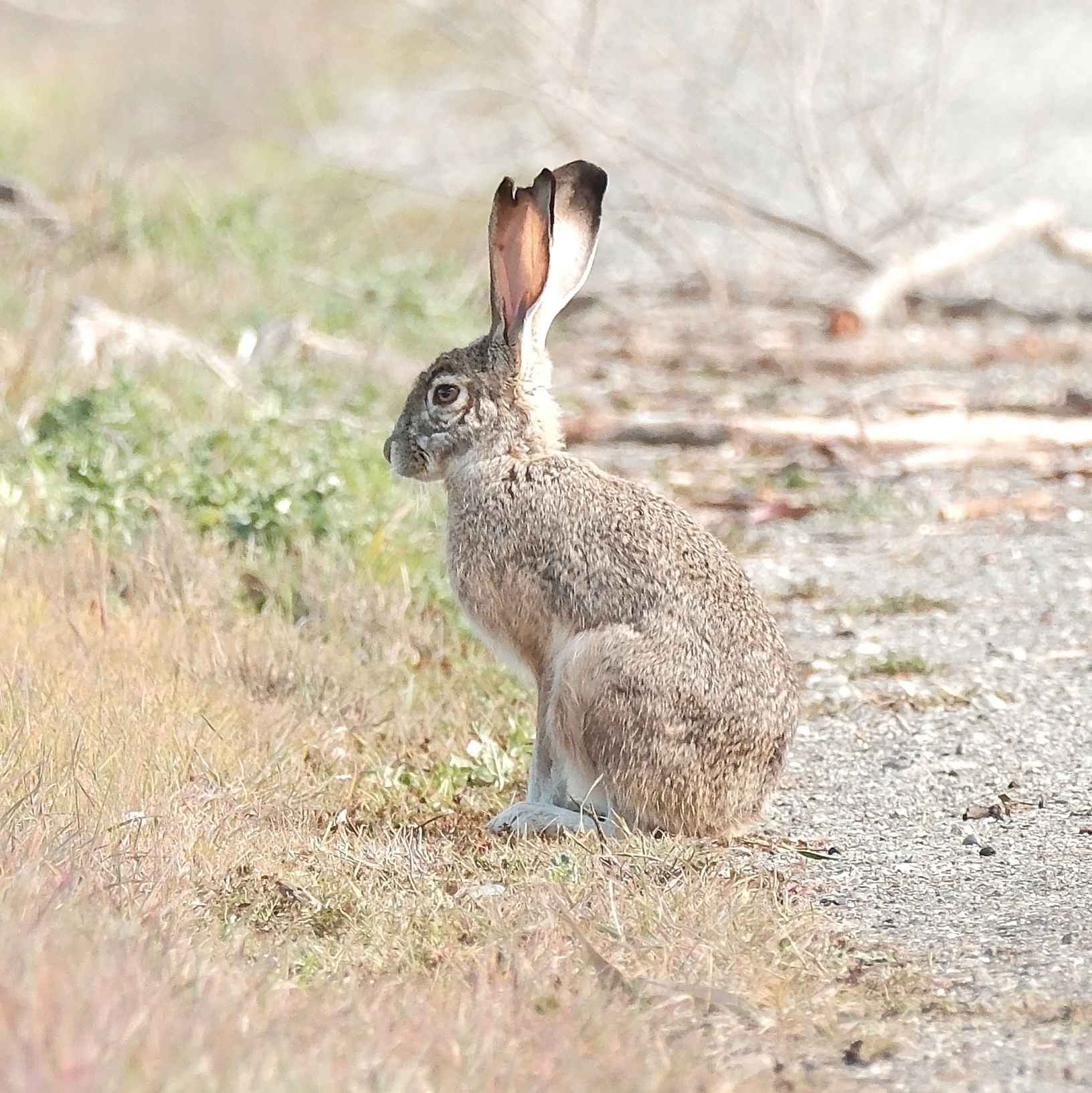A brown rabbit sits on the edge of a road. Brown grass lines the edge of the road. The rabbit's long ears are missing their very tips.
