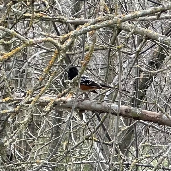 A spotted towhee, with unique white markings on its black wings, perched on a bare branch among tangled branches with lichen growth.