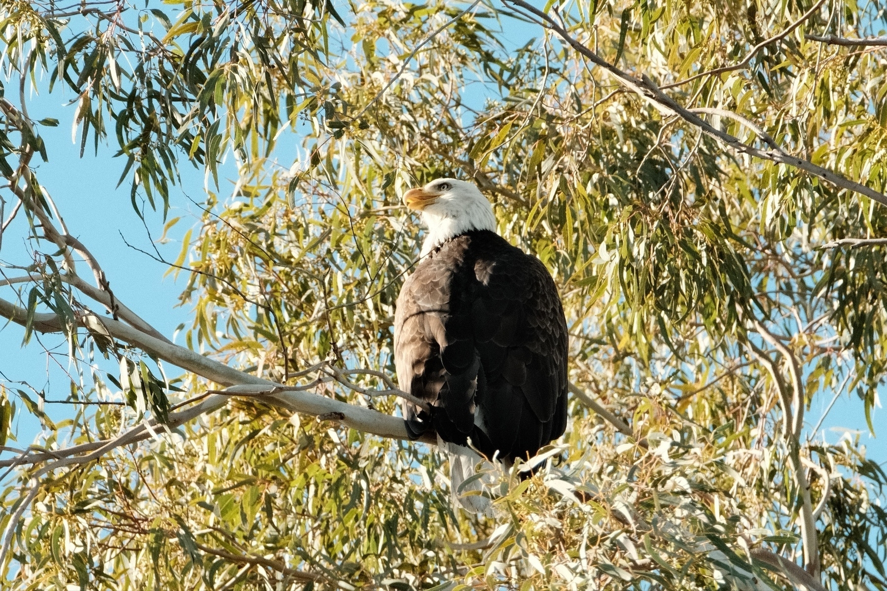 Bald eagle, looking left across its left shoulder, perched on a Willow tree branch surrounded by foliage.
