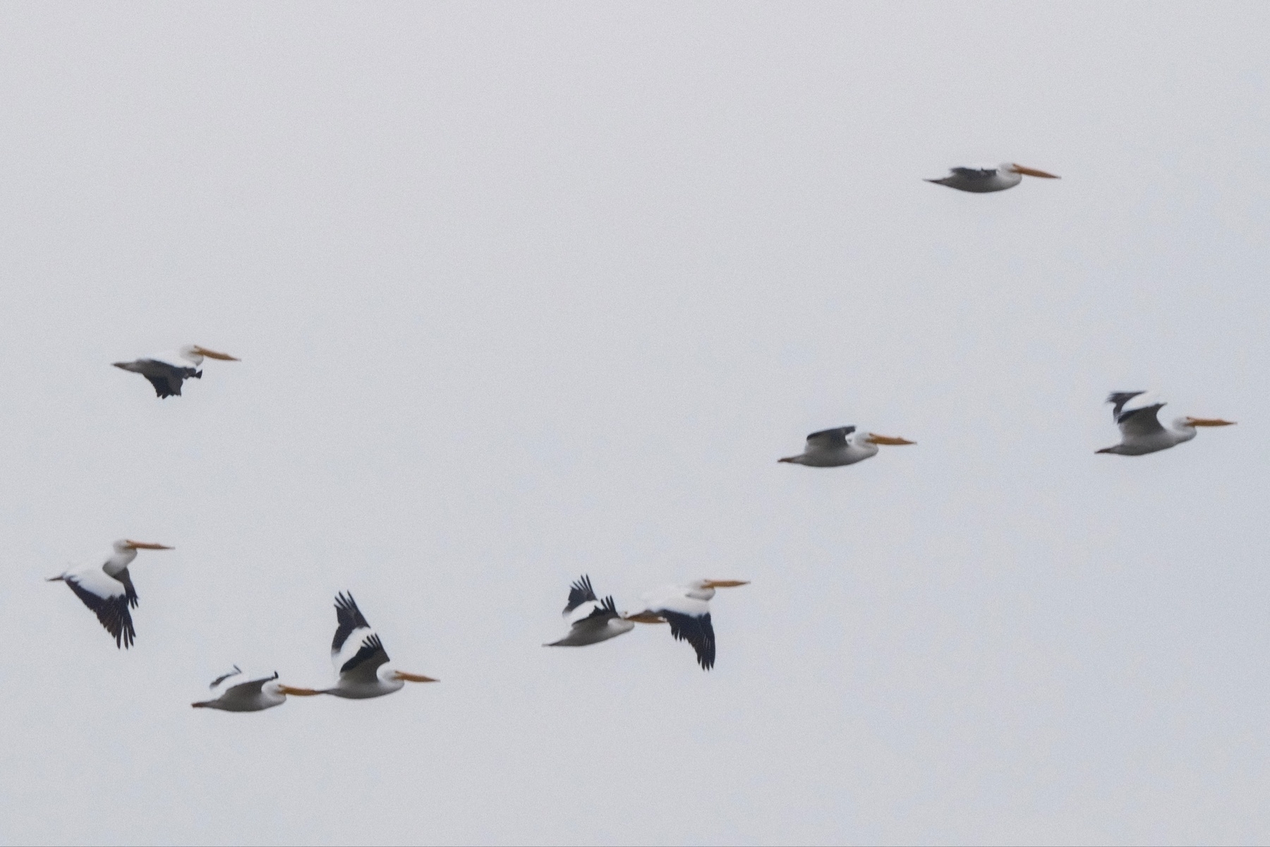 White and black pelicans fly under an overcast sky.
