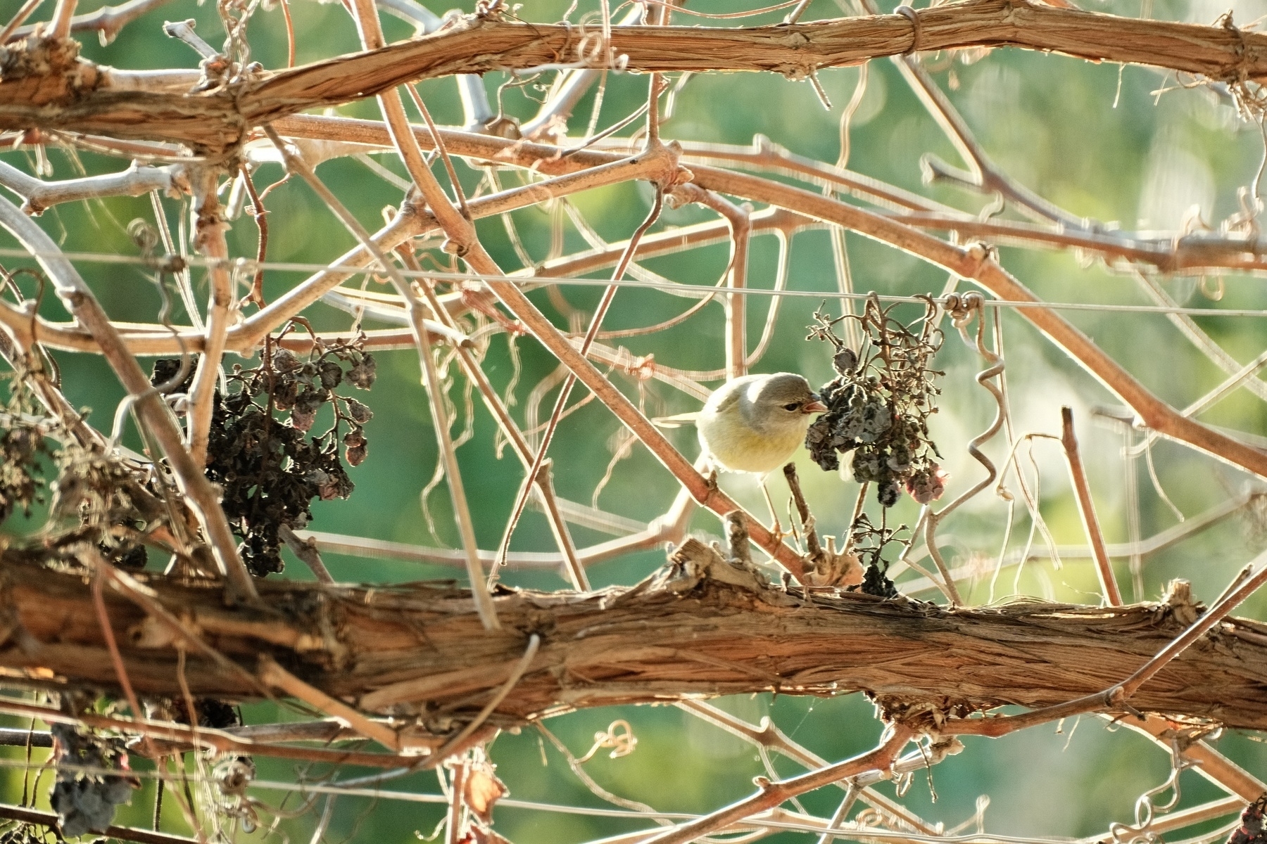 An Orange Crowned Warbler perched on a dormant grape vine, beak agape, lunging toward a dried up grape cluster. The warbler looks light yellow. 