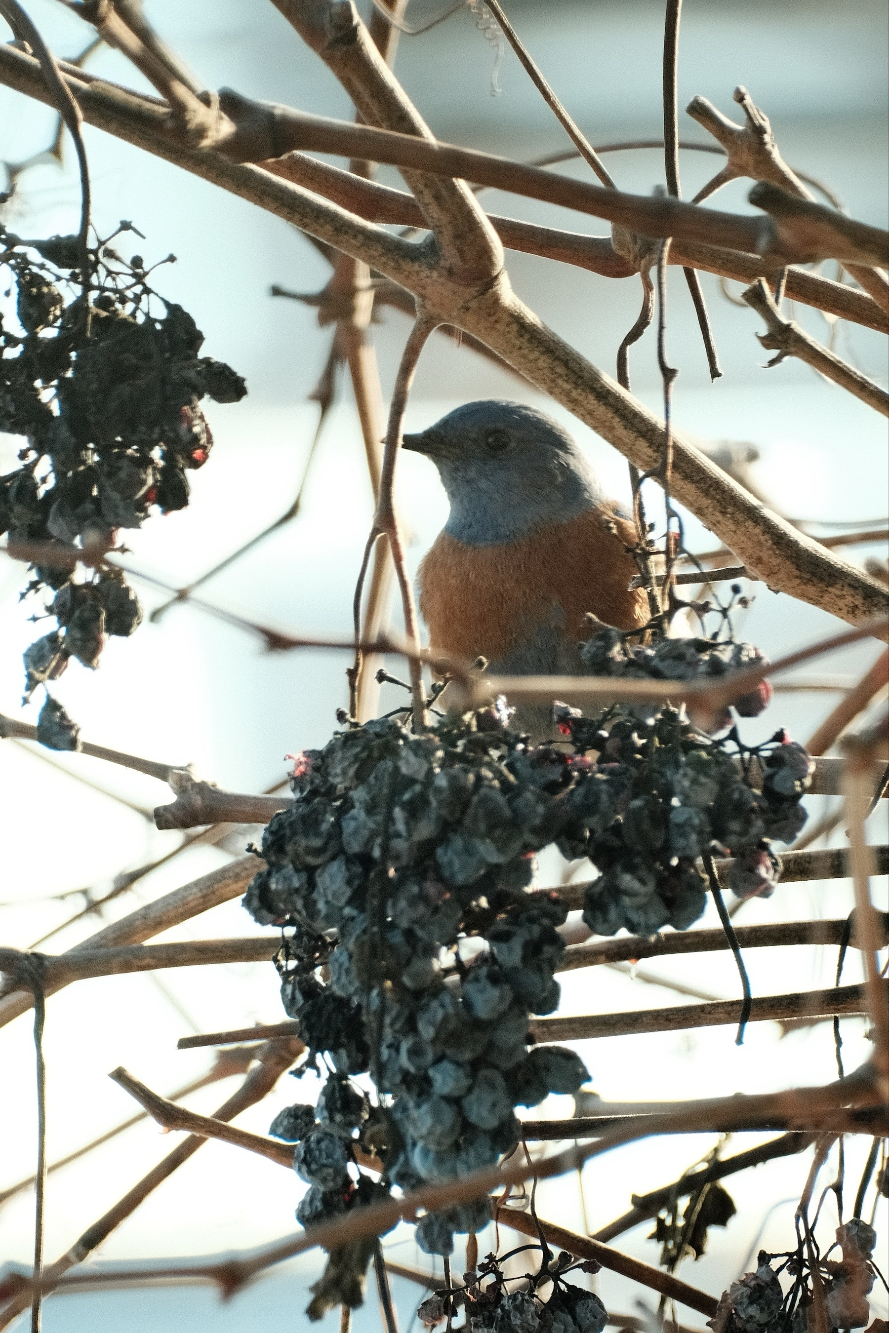 A Western Blue Bird in defoliated grape vines, showing off its rust red chest atop a bunch of dried out grapes. The bird has a blue head and is looking to the left.