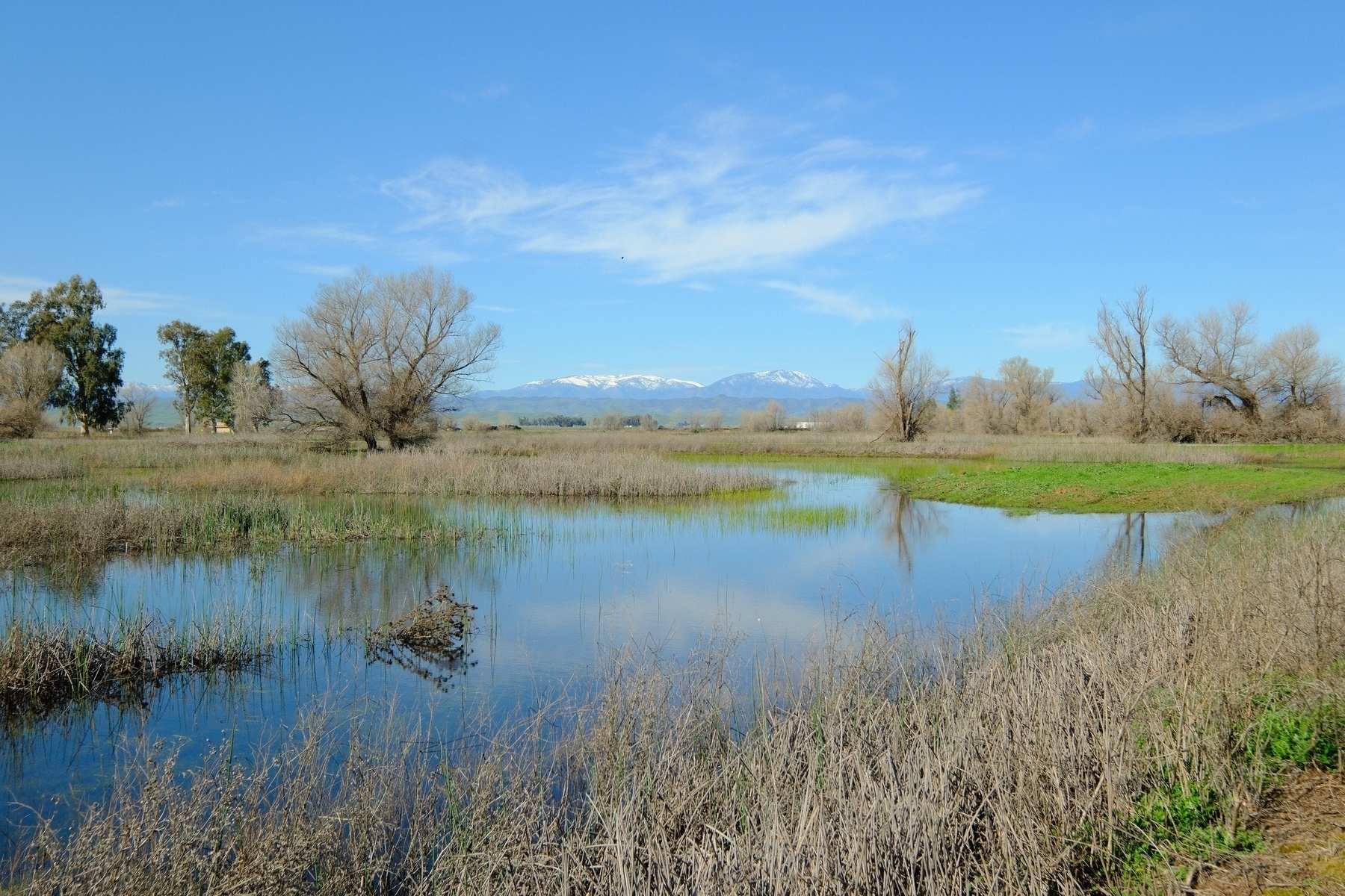 Slightly reflective pond surrounded by grasses and bare trees with snow-capped mountains in the background under a blue sky with wispy clouds.