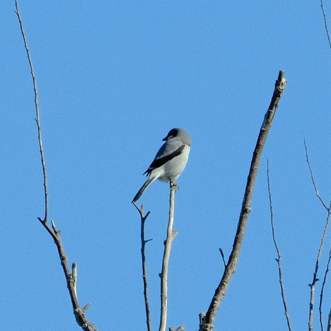 A gray and black bird perched on a bare branch against a clear blue sky. The bird’s wing has a strikingly thick black leading edge.