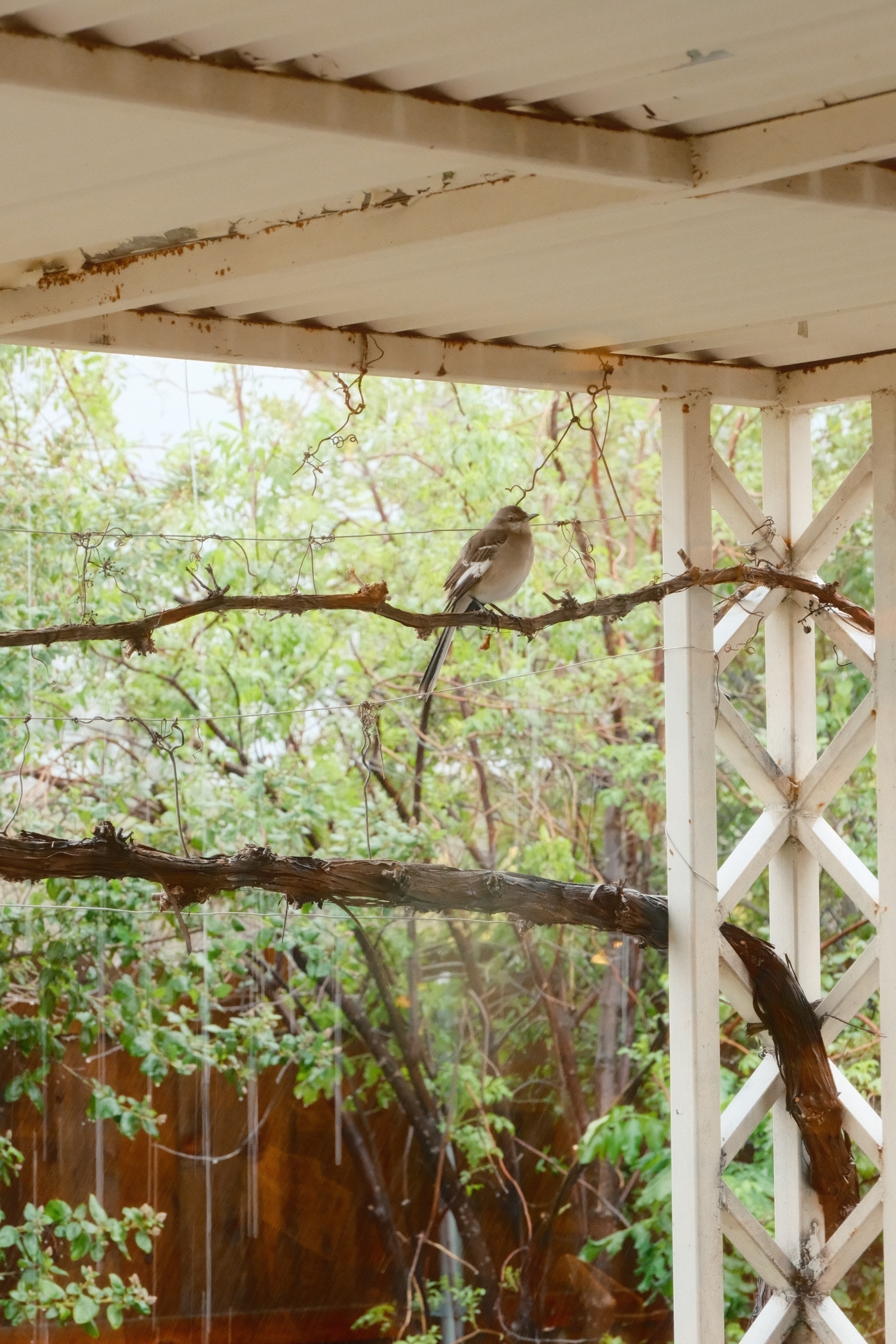A western mockingbird perched on a vine-under a shelter of a white metal overhang with green vegetation and rain visibly falling in the background.