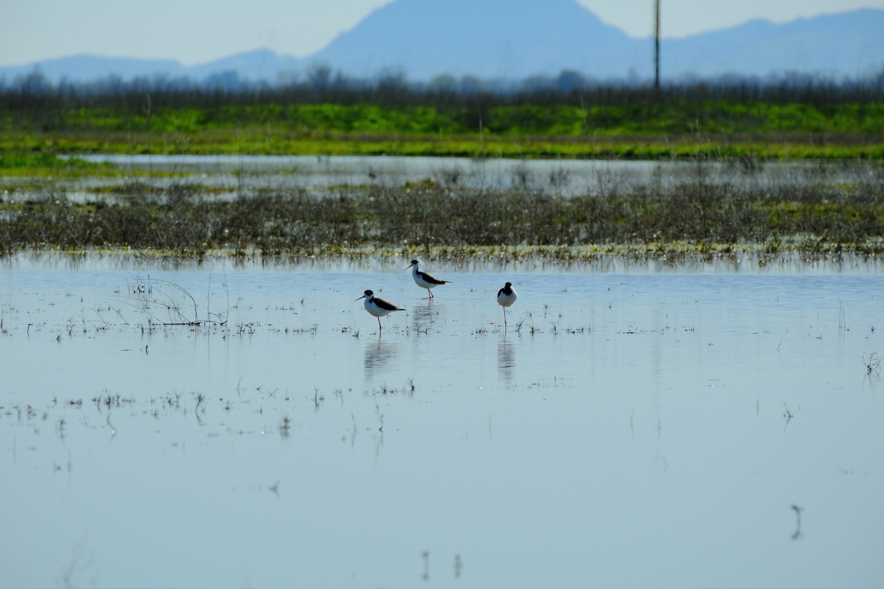 Three black-necked stilts standing in shallow water with a backdrop of distant mountains and greenery.