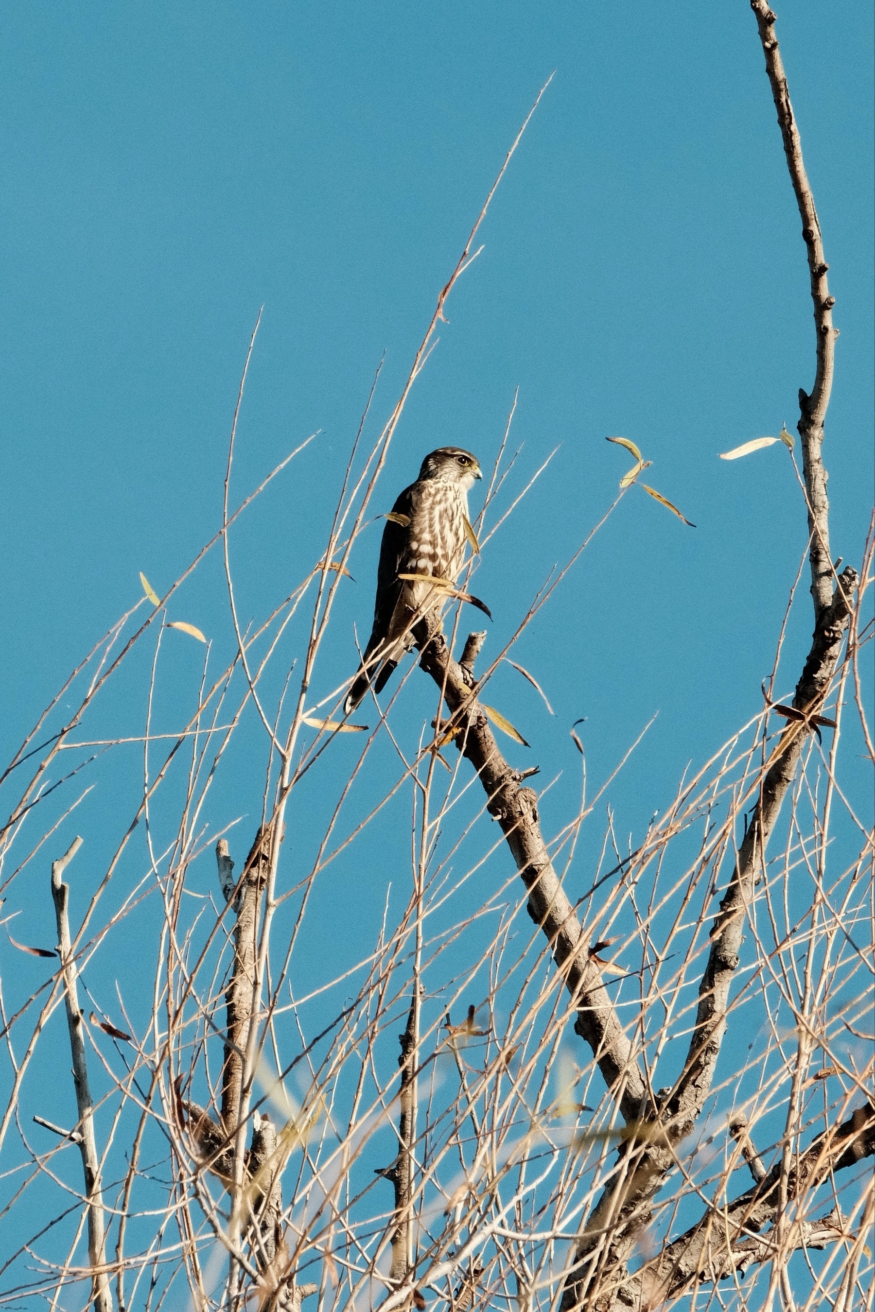 A Merlin perched on a leafless tree branch against a clear blue sky.