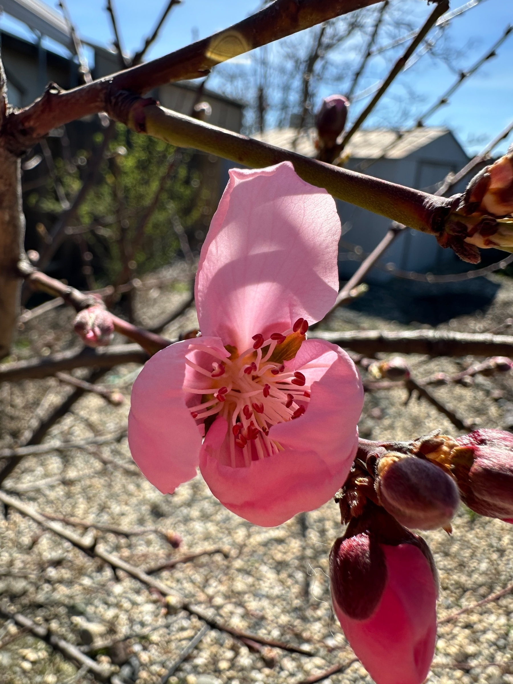 A close-up of a pink nectarine blossom on a tree branch with buds and a bright blue sky in the background.