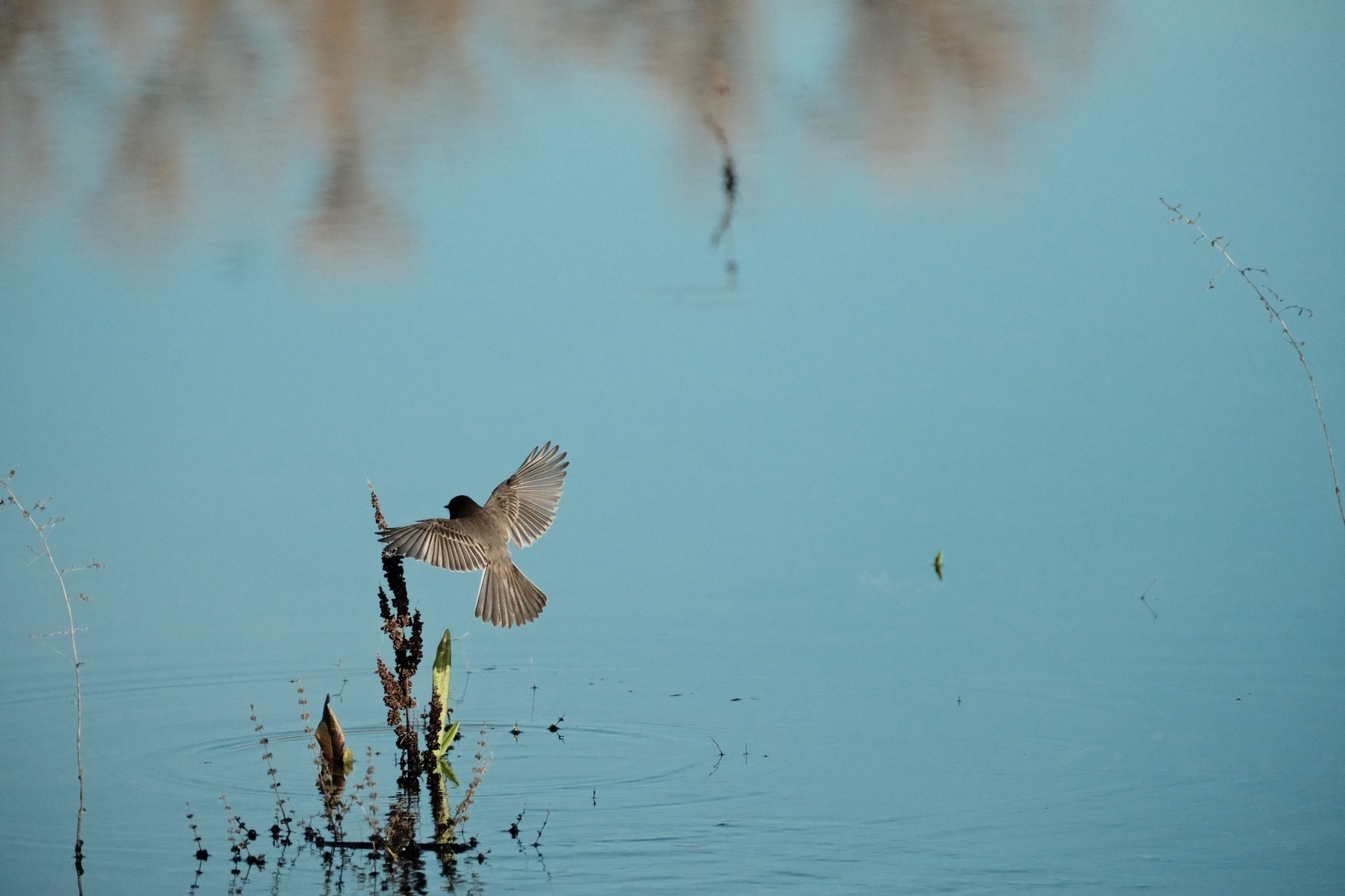 A Black Phoebe bird in mid-flight over a calm body of water with light ripples and reflections of vegetation on the surface.