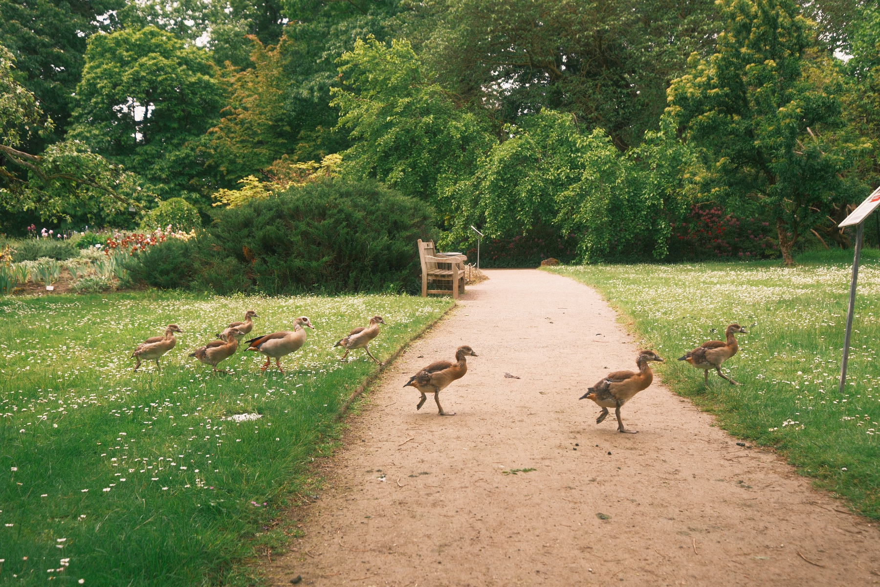 DSCF0455.JPG Eight Egyptian goose goslings running across a dirt walking path from grass covered in white flowers to grass covered in white flowers. There's a bench in the background and many trees along with some red flowers elsewhere.