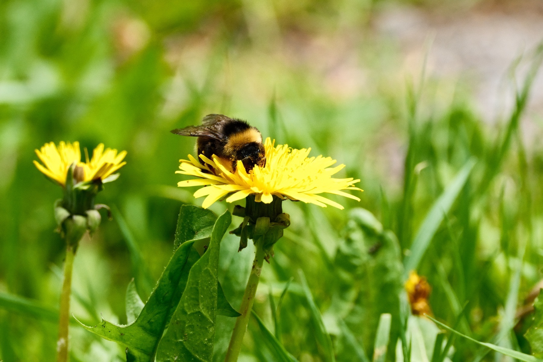A bumblebee has a face of scattered pollen as it forages in a yellow dandelion flower 
