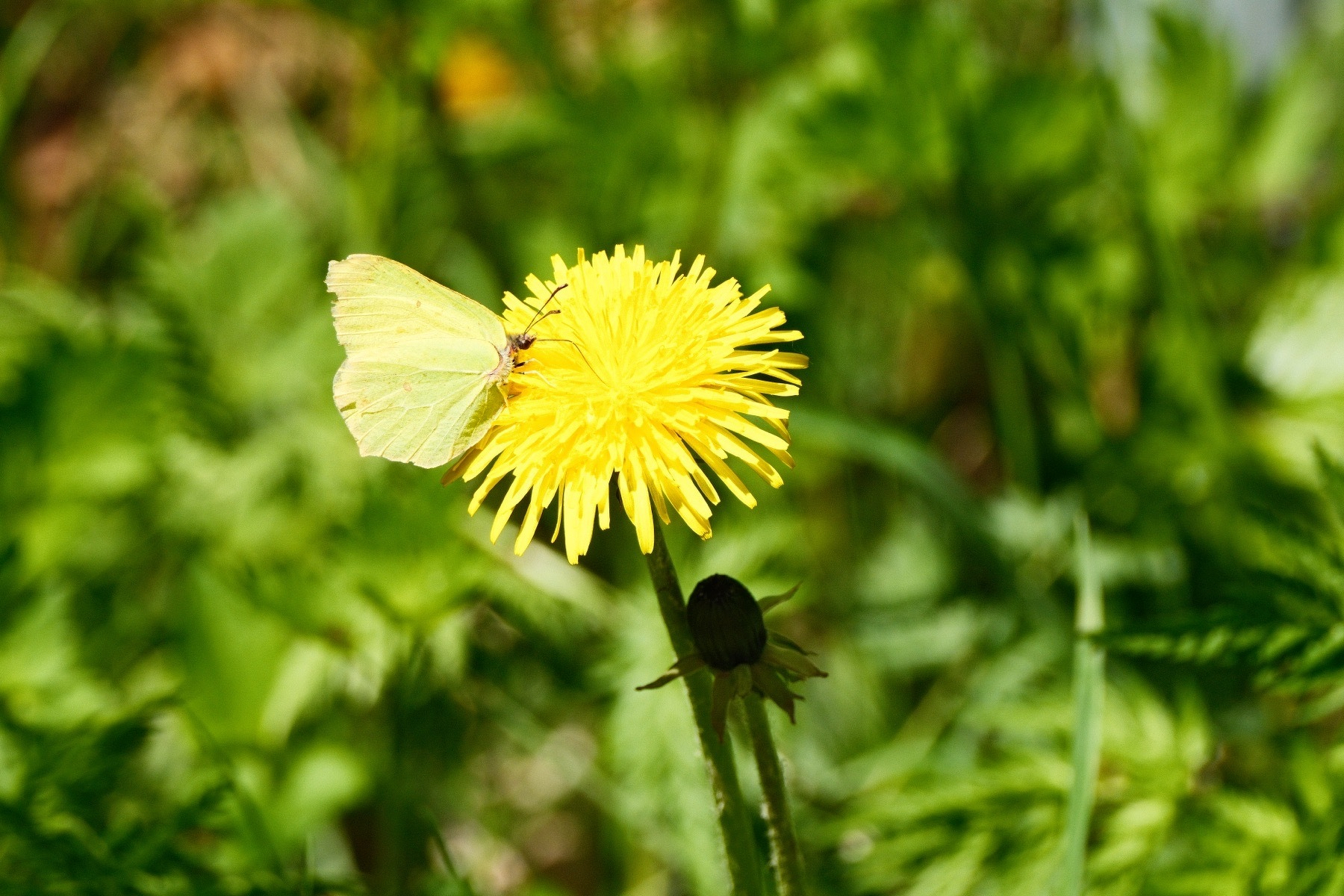 A light green moth seeks nectar in a dandelion 